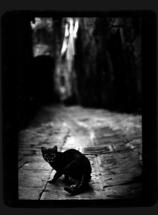 Illustration for article titled The Evil Magic Of Cats, Caught On Film